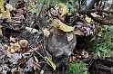 VBS_6899 - Continua la Fiera del Tartufo 2021 con i Registi di The Truffle Hunters